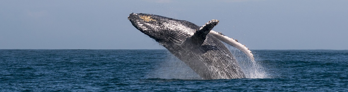 Whale Watching Tour 3N/4D - Madagascar Mozaic Tour